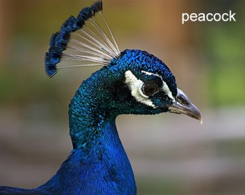 Il punto energetico "cento riunioni" (bai hui, Vg20) si trova alla sommità del capo, dove il pavone porta la cresta