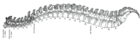 Vertebral_column