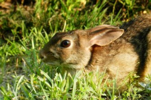 Hase-e1406539498994-300x200