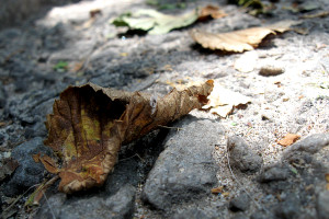 morgue-by-alvimann-e1406385156837-300x200