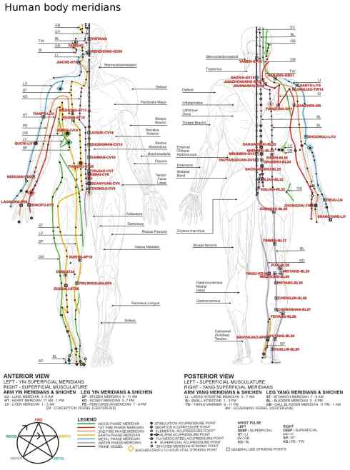 Mappa dei 12 Meridiani Principali secondo la Medicina Tradizionale Cinese