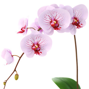 quando due nell'intimo del cuore si intendono appieno le loro parole sono soavi e forti come profumo di orchidee